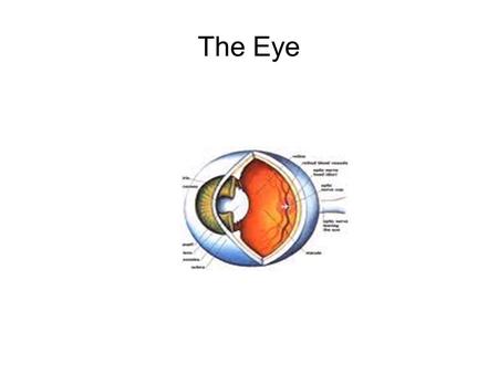 The Eye. The eye is as big as a ping pong ball and sits in a small space (eye socket) in your skull. It is protected by the eyelid, which opens and closes.