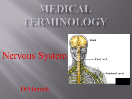 Nervous System Dr.Hannah.  The nervous system is a very complex system in the body.  The nervous system is the body's information gatherer, storage.