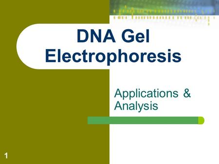 Applications & Analysis DNA Gel Electrophoresis 1.
