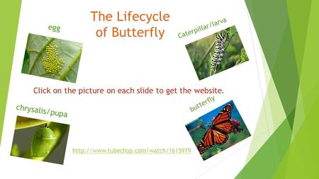 The Lifecycle of Butterfly  egg chrysalis/pupa Caterpillar/larva butterfly Click on the picture on each slide to get.