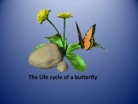The Life cycle of a butterfly These are the four stages in the lifecycle of a butterfly. We will be learning about all four stages today.