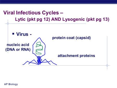 Viral Infectious Cycles – Lytic (pkt pg 12) AND Lysogenic (pkt pg 13)