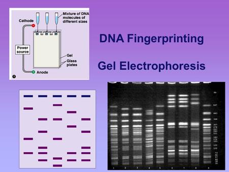 DNA Fingerprinting Gel Electrophoresis Sometimes we comparing DNA from two or more sources. BUT it would take too long to compare all of it!