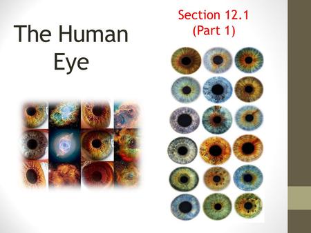 Section 12.1 (Part 1) The Human Eye.