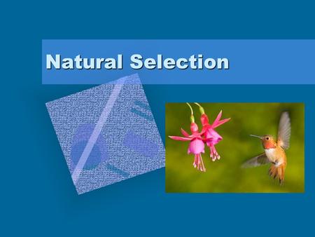 Natural Selection. Natural Selection – the processes by which individuals with favorable traits survive and reproduce, passing their traits on to the.
