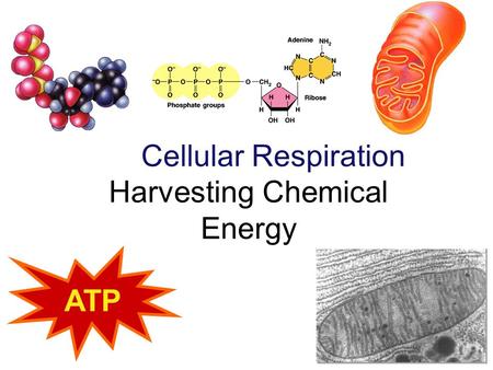 Cellular Respiration Harvesting Chemical Energy ATP.