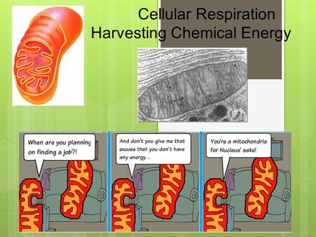 Cellular Respiration Harvesting Chemical Energy Important parts.