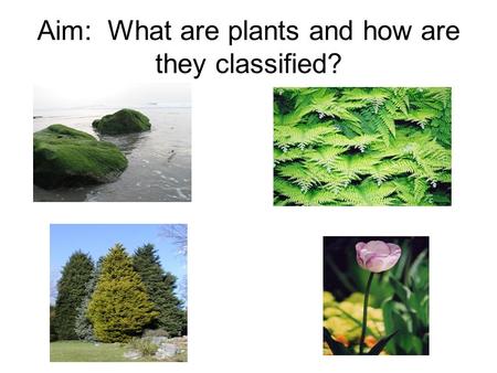 Aim: What are plants and how are they classified?