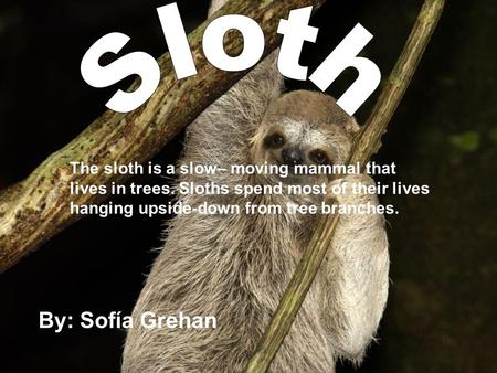 The sloth is a slow– moving mammal that lives in trees. Sloths spend most of their lives hanging upside-down from tree branches. By: Sofía Grehan.