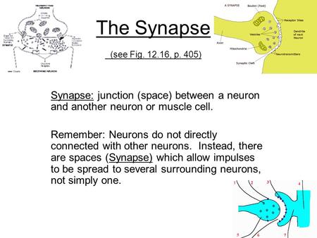 The Synapse (see Fig. 12.16, p. 405) Synapse: junction (space) between a neuron and another neuron or muscle cell. Remember: Neurons do not directly connected.