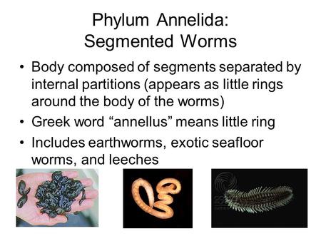 Phylum Annelida: Segmented Worms Body composed of segments separated by internal partitions (appears as little rings around the body of the worms) Greek.