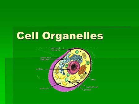 Cell Organelles. Types of Cells Prokaryotic  Prokaryotes are very simple cells  Probably first to inhabit the earth.  Prokaryotic cells do not contain.