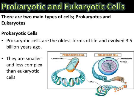 There are two main types of cells; Prokaryotes and Eukaryotes Prokaryotic Cells Prokaryotic cells are the oldest forms of life and evolved 3.5 billion.