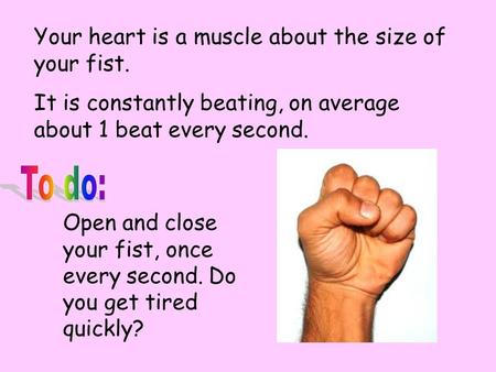 Your heart is a muscle about the size of your fist. It is constantly beating, on average about 1 beat every second. Open and close your fist, once every.