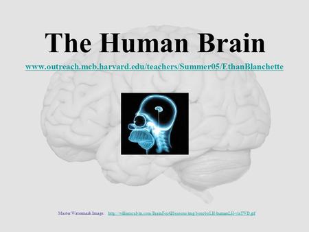 The Human Brain Master Watermark Image: