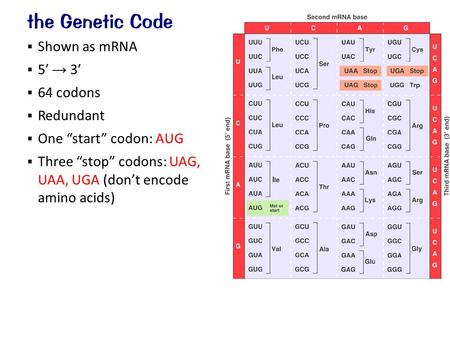 the Genetic Code Shown as mRNA 5′ → 3′ 64 codons Redundant