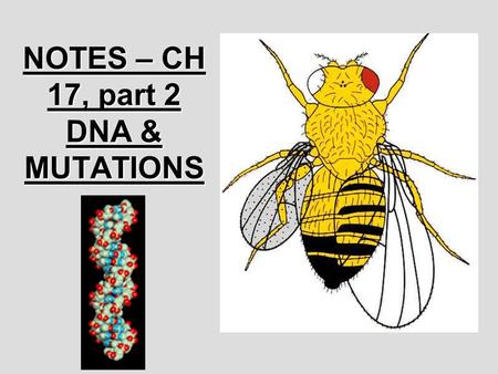 NOTES – CH 17, part 2 DNA & MUTATIONS