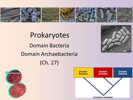 Domain Bacteria Domain Archaebacteria (Ch. 27)