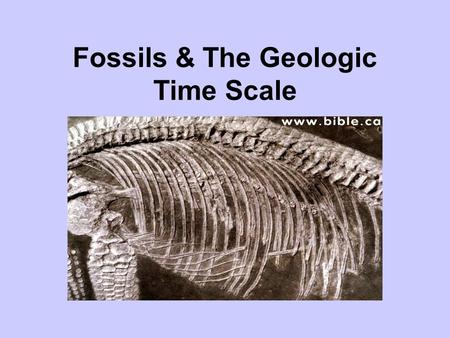 Fossils & The Geologic Time Scale. What animal are the bones? Piece the bones together. Bonus for correct answers.