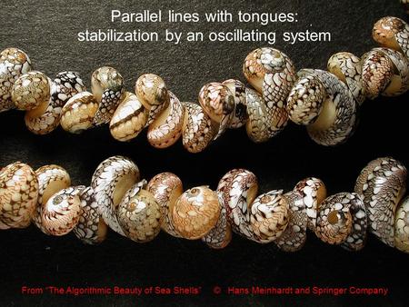 Parallel lines with tongues: stabilization by an oscillating system From “The Algorithmic Beauty of Sea Shells” © Hans Meinhardt and Springer Company.