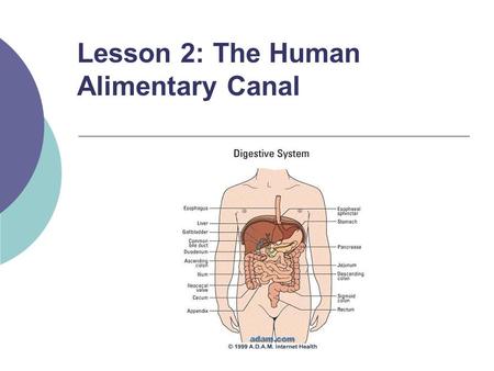 Lesson 2: The Human Alimentary Canal The Human Alimentary Canal … includes the entire tube from the mouth all the way to the anus.