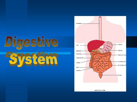 What to think about….. What is the digestive system? Why do we need it (what’s its function)? How does it work? What are the different parts and their.