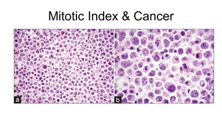 Mitotic Index & Cancer. Mitotic Definition The mitotic index is the ratio between the number of cells in mitosis in a tissue & the total number of observed.