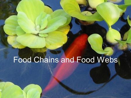 Food Chains and Food Webs. A food chain shows how each living thing gets its food. Plants are called producers because they are able to use light energy.