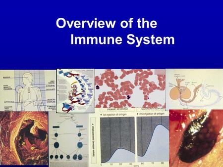 Overview of the Immune System. Objectives Purpose of the immune system Cellular basis of immunity Induction of response Effectors of response Ontogeny.