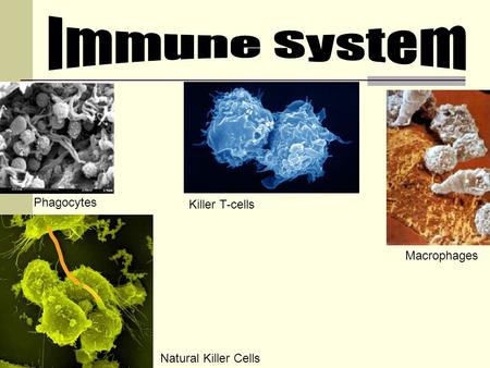 Immune System Phagocytes Killer T-cells Macrophages