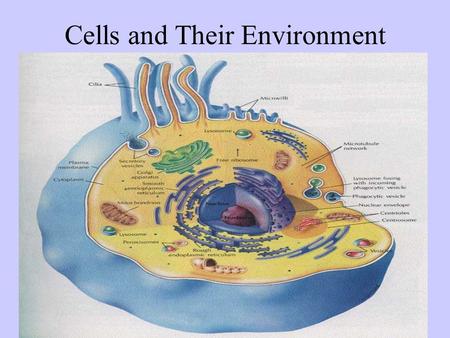 Cells and Their Environment Chapter 4 p 74-84. Homeostasis A biological balance Cells, tissues, organs, and organisms must maintain a balance. Cells do.