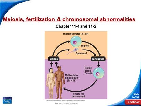 End Show Slide 1 of 35 Copyright Pearson Prentice Hall Meiosis, fertilization & chromosomal abnormalities Chapter 11-4 and 14-2.