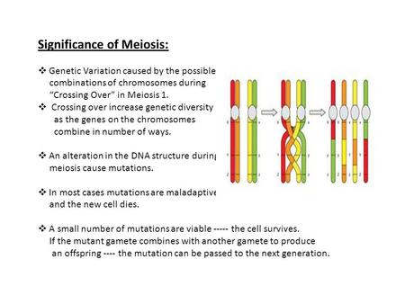Significance of Meiosis: