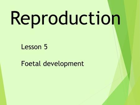Reproduction Lesson 5 Foetal development. 1Fertilisation is when an egg cell joins with: Aanother egg cell. Ba sperm cell. Ca body cell. Droot hair cells.