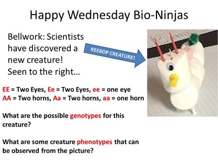 Happy Wednesday Bio-Ninjas Bellwork: Scientists have discovered a new creature! Seen to the right… REEBOP CREATURE! EE = Two Eyes, Ee = Two Eyes, ee =