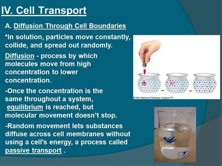 IV. Cell Transport A. Diffusion Through Cell Boundaries *In solution, particles move constantly, collide, and spread out randomly. Diffusion - process.