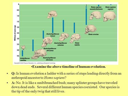 Humans emerged on one very young twig on the vertebrate branch. Humans and chimps diverged from a common ancestor 5- 7 million years ago. Q: Are our ancestors.