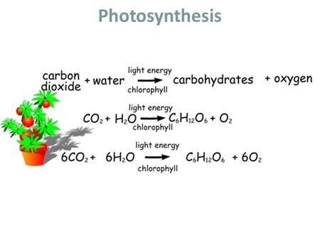Photosynthesis. Pigments of Photosynthesis Pigments are molecules that absorb specific wavelengths (energies) of light and reflect all others. Chlorophyll.