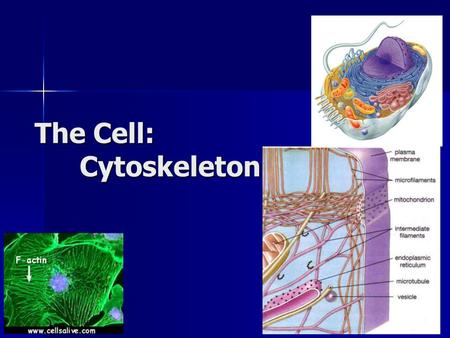 The Cell: Cytoskeleton. Cytoskeleton Function Function –structural support maintains shape of cell maintains shape of cell provides anchorage for organelles.