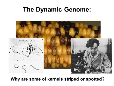Why are some of kernels striped or spotted? The Dynamic Genome:
