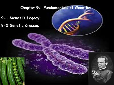 Chapter 9: Fundamentals of Genetics 9-1 Mendel’s Legacy 9-2 Genetic Crosses.