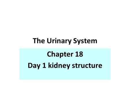 The Urinary System Chapter 18 Day 1 kidney structure.