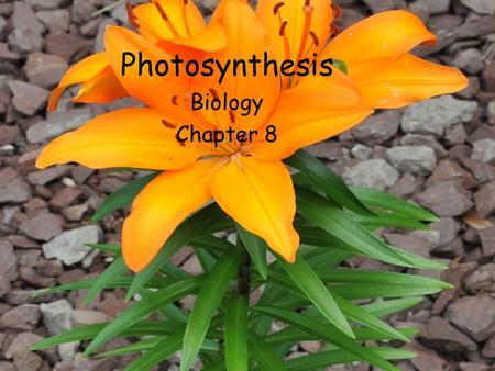 Photosynthesis Biology Chapter 8. 8.1 Energy and Life Energy is the ability to do work What is work for cells? Plants, algae, and some bacteria use light.