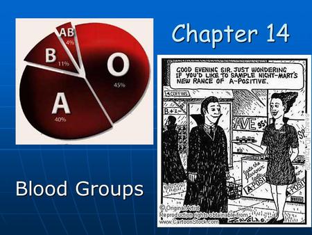 Chapter 14 Chapter 14 Blood Groups. ABO Blood Group is determined from three alleles. ABO Blood Group is determined from three alleles. Type A Type A.