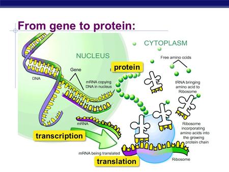 Regents Biology From gene to protein: transcription translation protein.