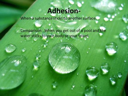 Adhesion- When a substance sticks to another surface. Comparison: When you get out of a pool and the water sticks to your body or your towel.