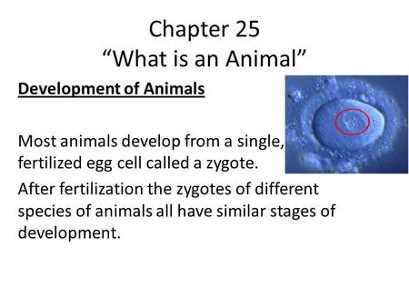 Chapter 25 “What is an Animal” Development of Animals Most animals develop from a single, fertilized egg cell called a zygote. After fertilization the.