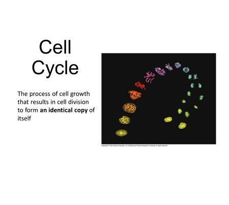 Cell Cycle The process of cell growth that results in cell division to form an identical copy of itself.
