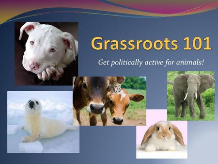 Get politically active for animals!. What is grassroots advocacy? An organized effort by citizens to affect public policy by influencing policy-makers.