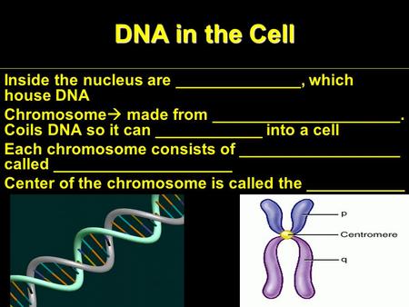 DNA in the Cell Inside the nucleus are ______________, which house DNA Chromosome  made from _____________________. Coils DNA so it can ____________ into.